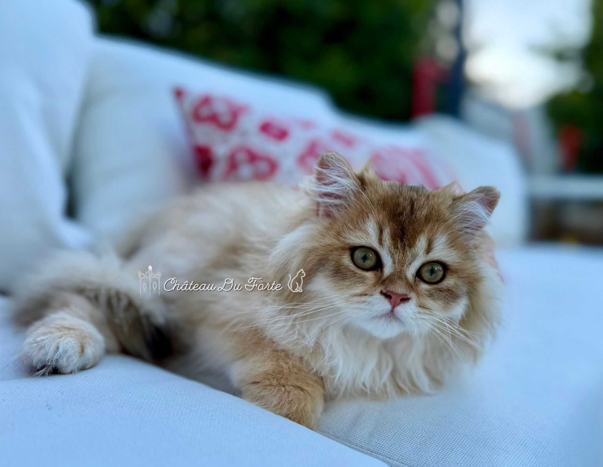 Macho British Longhair | Pedigree & LOP | Companhia