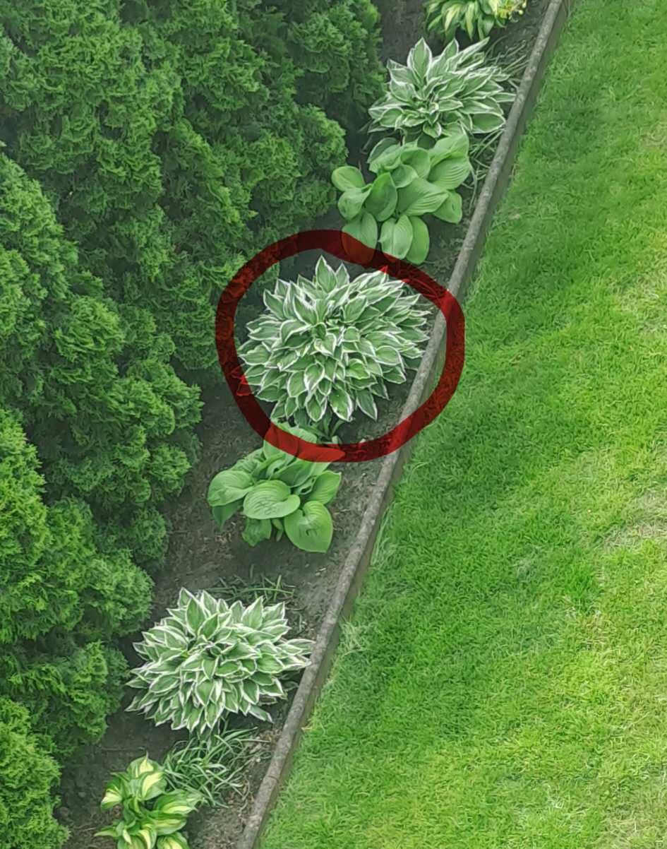 Hosta Funkia duża karpa