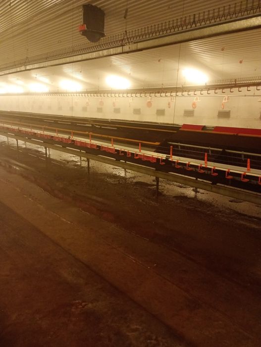 Mycie Kurnikow ciśnieniowo