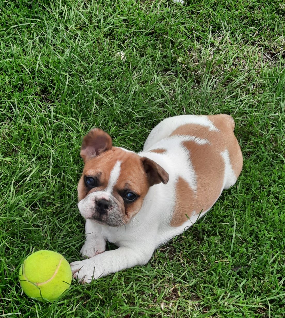 Szczeniaczek buldog francuski
