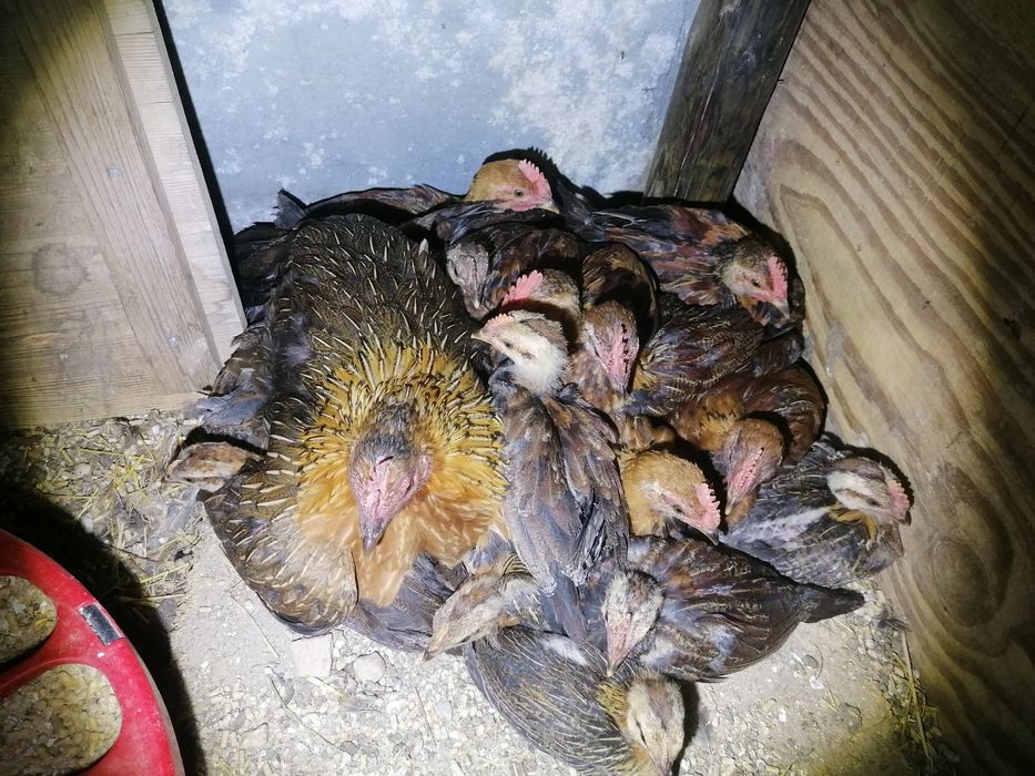 Pintos Marans, ayam ketawa, paduanas, araucanas, andaluzas surenha mor