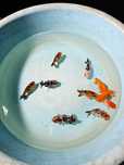 Orandas ranchu 8cm