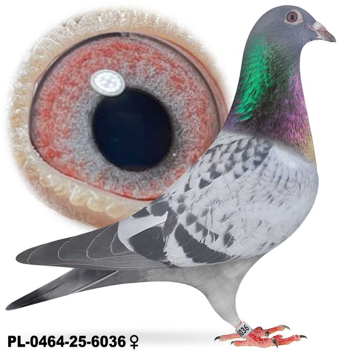 Gołębie do rozpłodu Prange Leo Heremans Marcel Aelbrecht z rodowodem