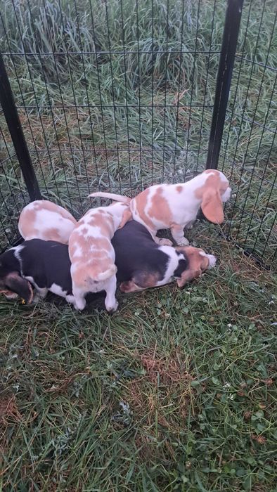 Piękna piesek Beagle Gotowa do odbioru