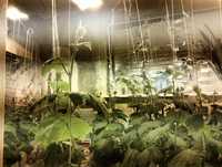 Лампи днат для вирощування огірка