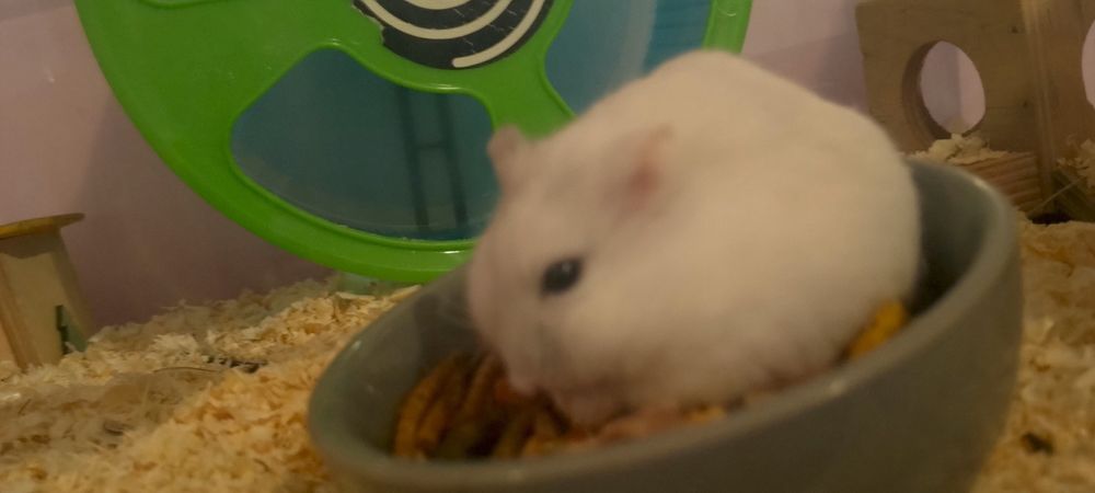 Chomik, oddam chomika z maja