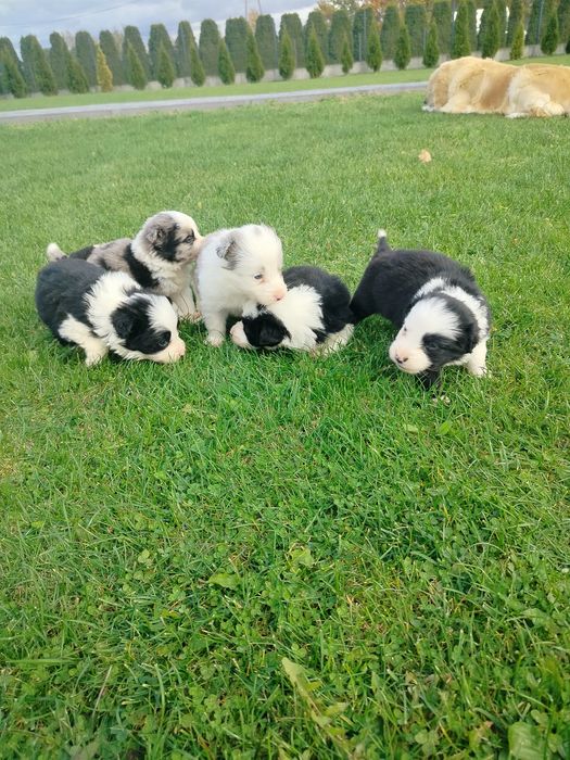 Piękne border collie