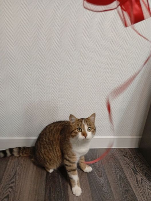 Подарую кошеня. Має вет.паспорт