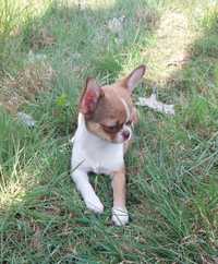 Chihuahua krótkowłosa dziewczynka