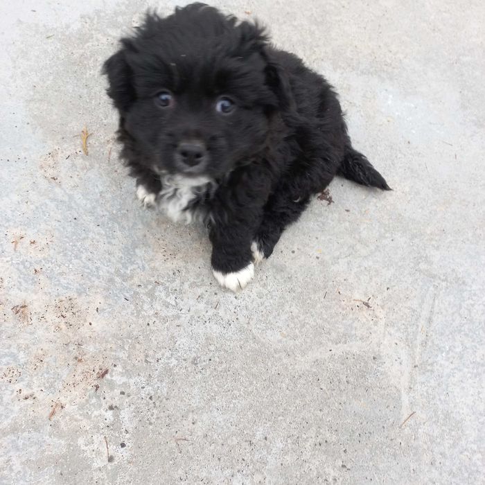 Oddam pieski w dobre ręce