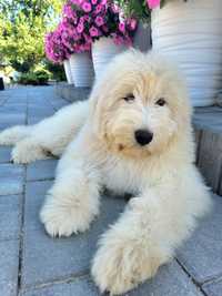 Goldendoodle Hybryda Ras Sunia