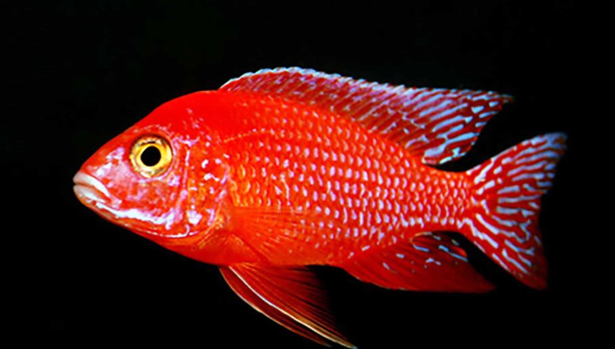 Aulonocara Fire Fish - SAMCE XXL - 10CM - Pyszczaki - dowóz, wysyłka