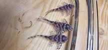 Zbrojnik L236 RB PREMIUM  5-6 cm