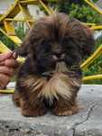 *Lhasa Apso*Rasa podobna do Shih Tzu*Rodowód FCI*Piękny piesek*