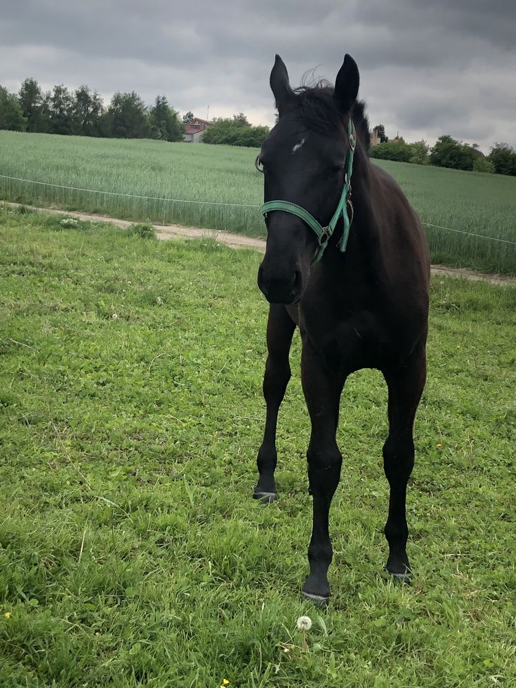 Sprzedam ogierka szpak ślazak