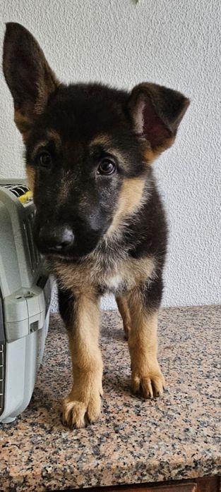 Pastor alemão fêmea pura Lindissima