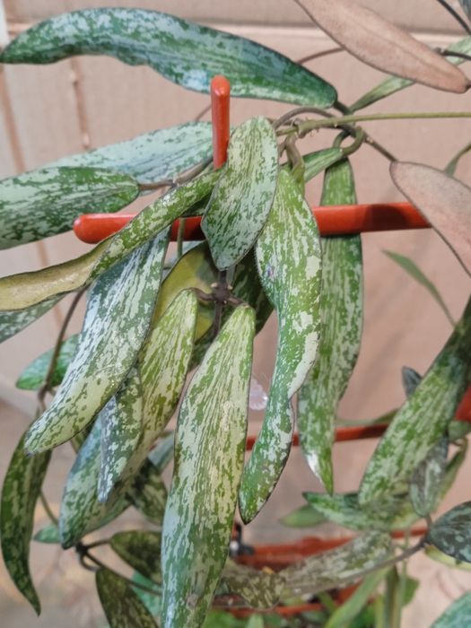 Хойї сортові зрізи