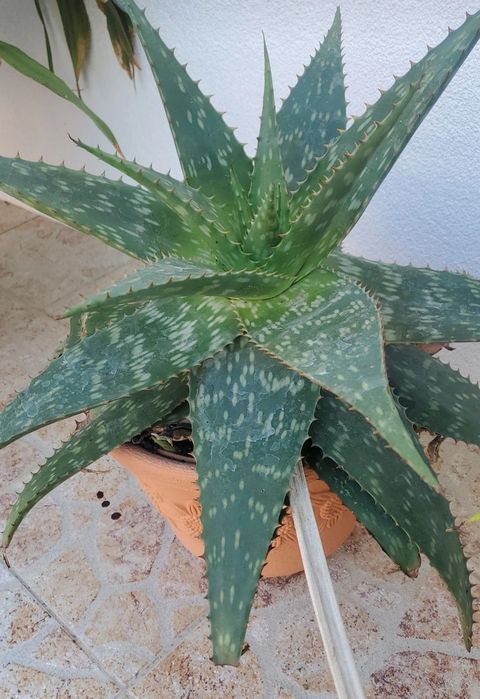 Suculenta aloe vera sabão