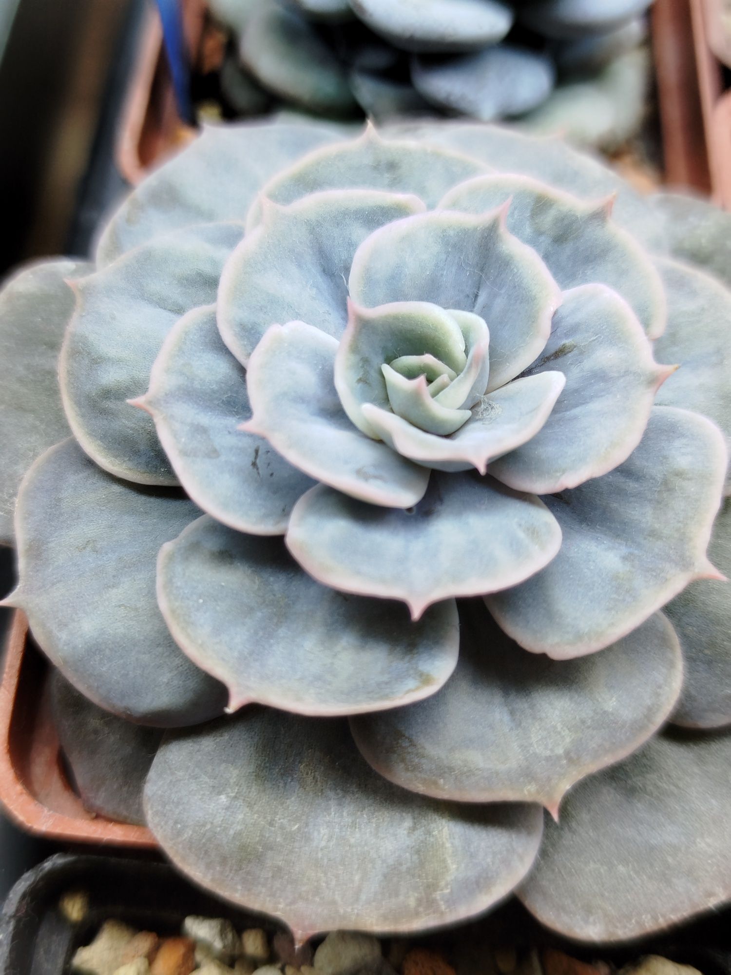 Echeveria marble