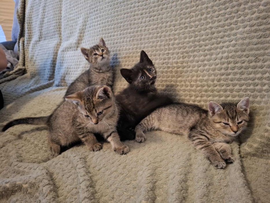 Małe kotki w dobre ręce