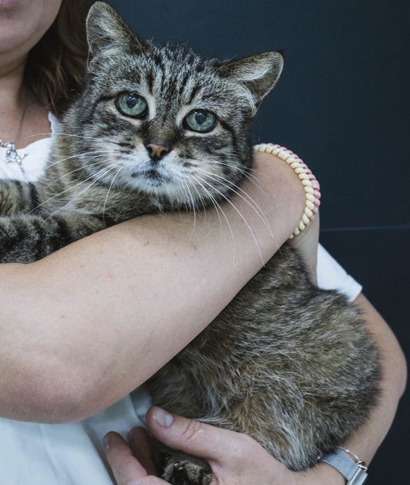 Киця, красива кішка