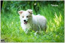 Border Collie FCI ZKwP