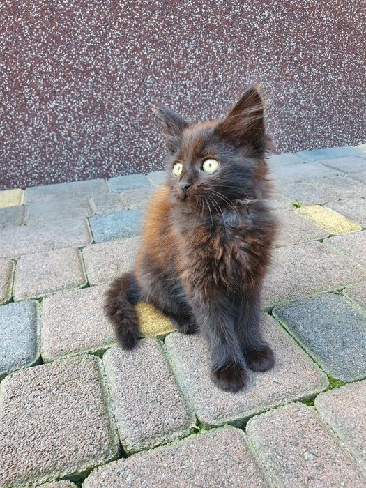 Котики в добрі руки