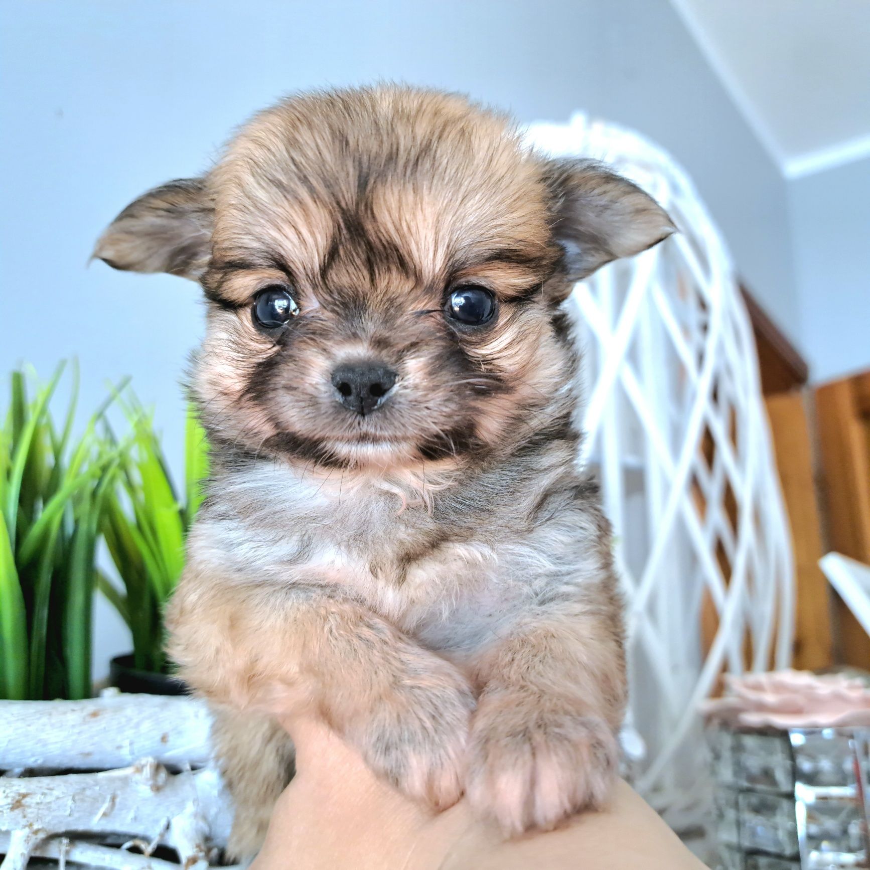Cudny idealny maluszek chłopiec Chihuahua