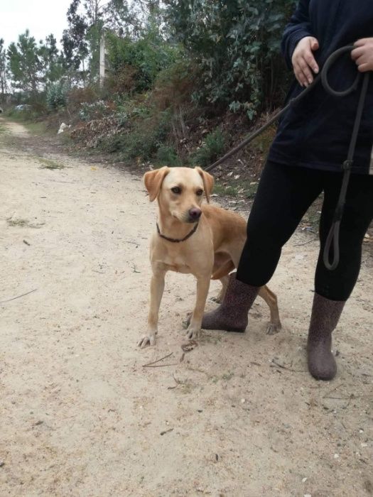 Cadela Porte Médio (18kg) Para Adoção (Palhacinha)