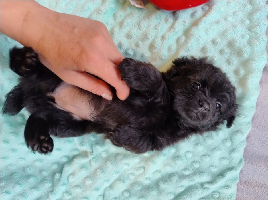 Czarne cudne maleństwo Daisy