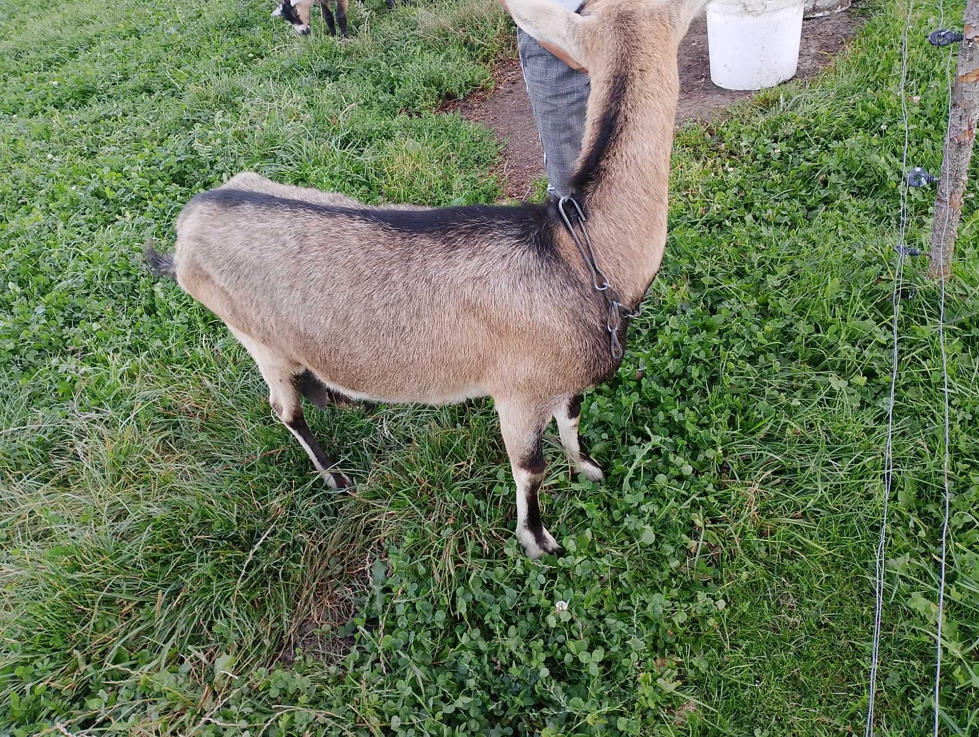 Sprzedam koze mleczną
