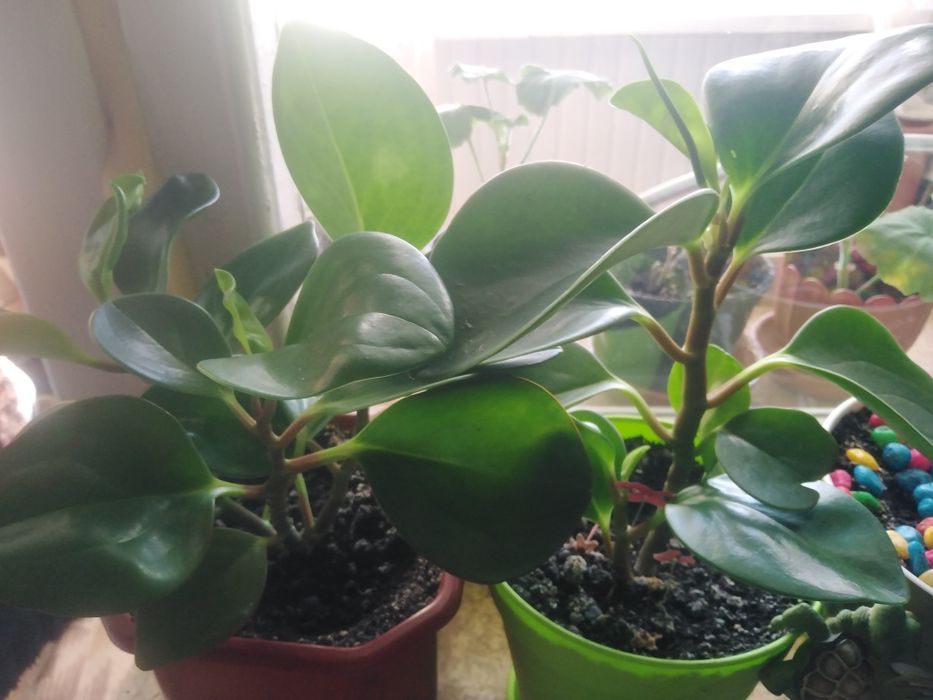 Паперомия цветок молодой