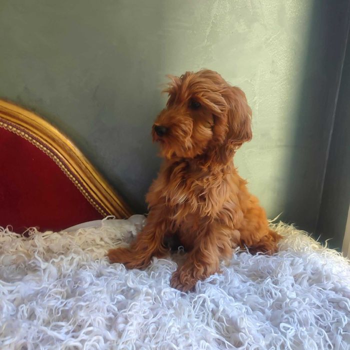 Cockapoo > Cocker Spaniel & pudel > dostępny ostatni  piesek  .