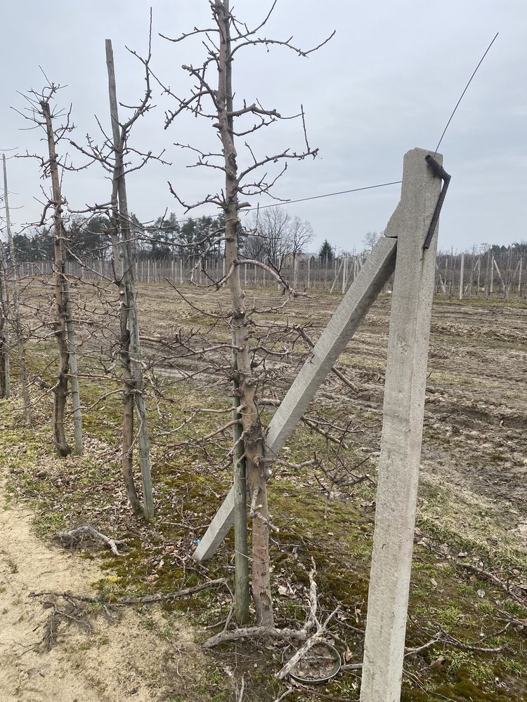 Sprzedam Jabłoń Szampion z bryłą z plantacji, o wysokości 2-3 m