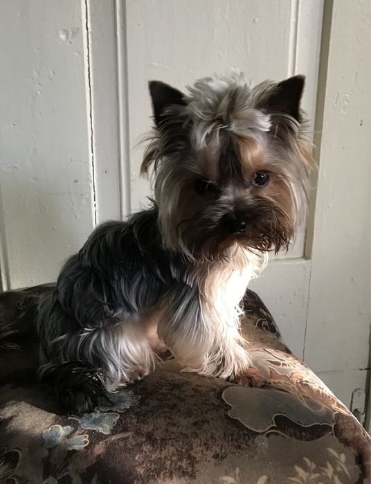 В‘язка міні йорка  1,600 кг.документи ККУ клуб Каніс