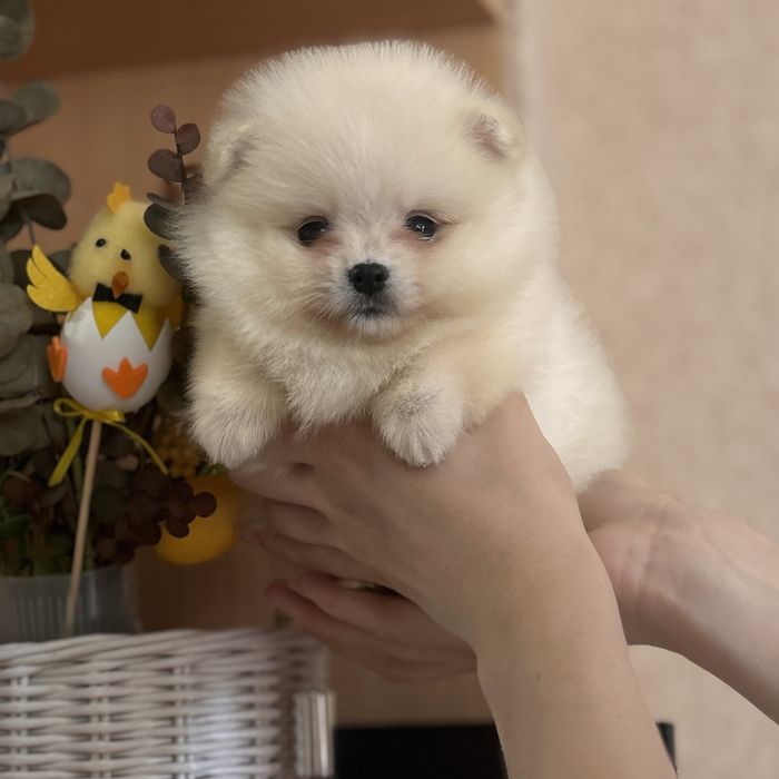 дівчина тип ведмедика шоу классу