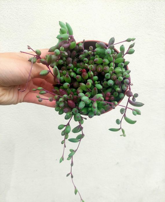 Suculenta Senecio- Colar de Rubi