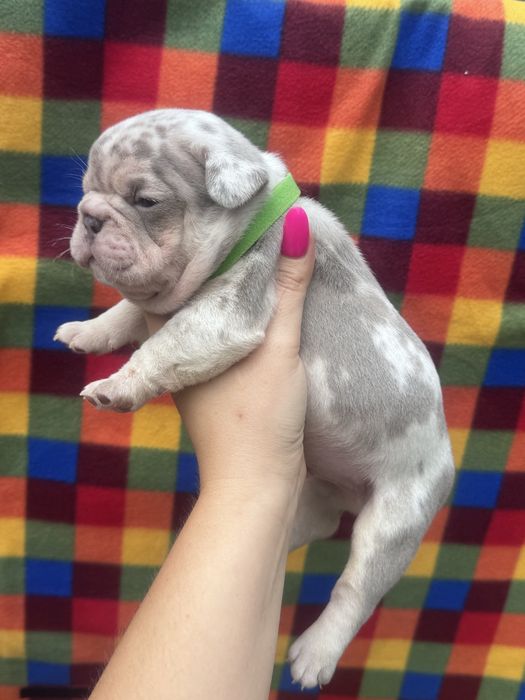 Професійно вирощені цуценята