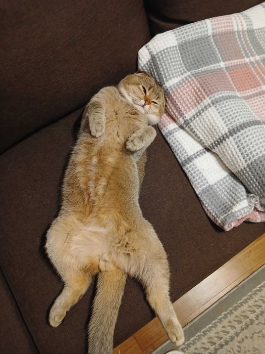 В'язка красеня кота