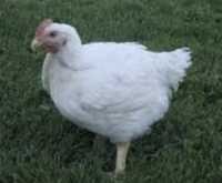 Kurczak kurczaki mięsne brojler