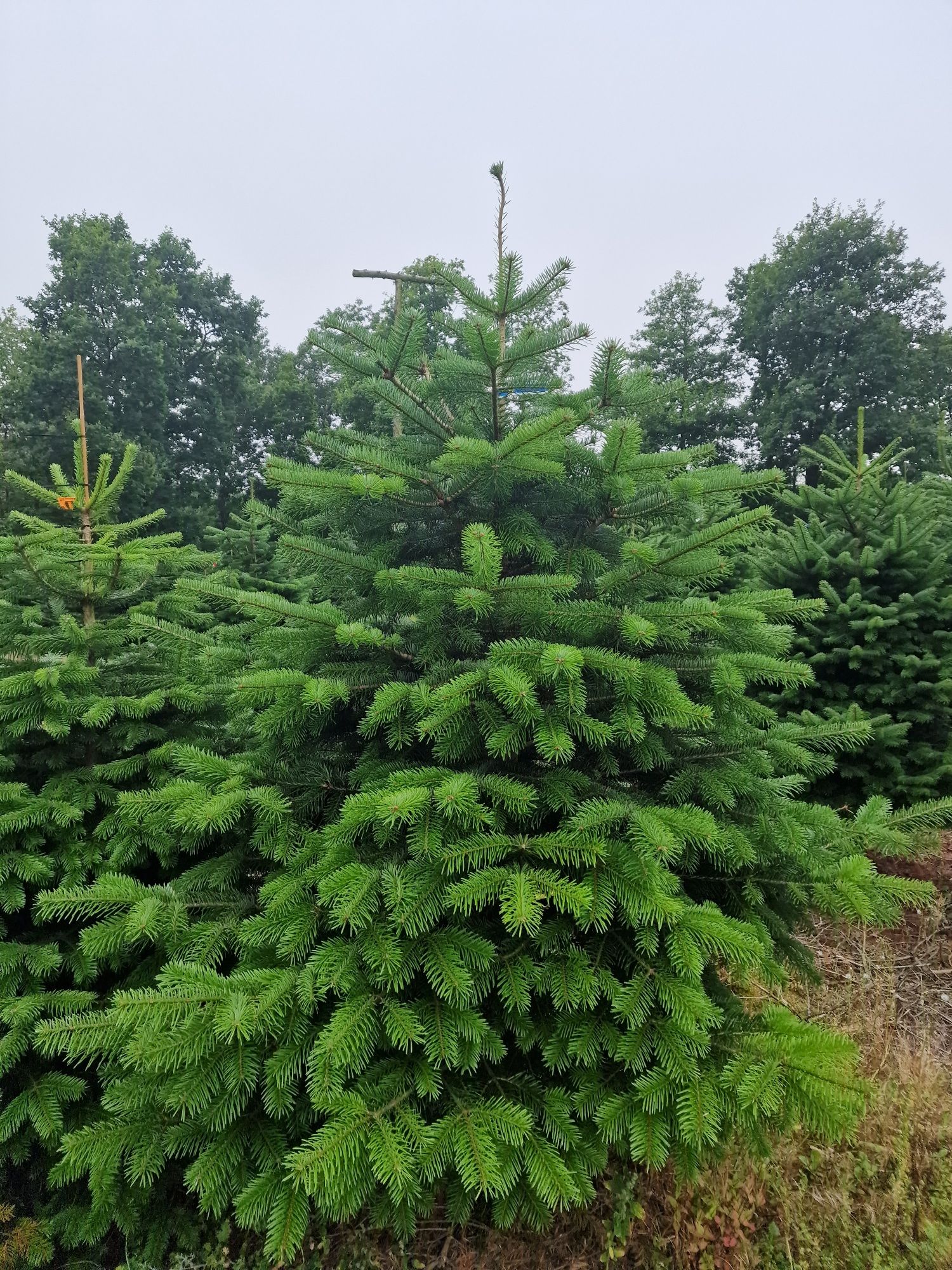 Jodła Kaukaska plantacja Dania