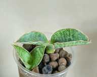 Sansevieria chahiniani ES 14026   sansewieria