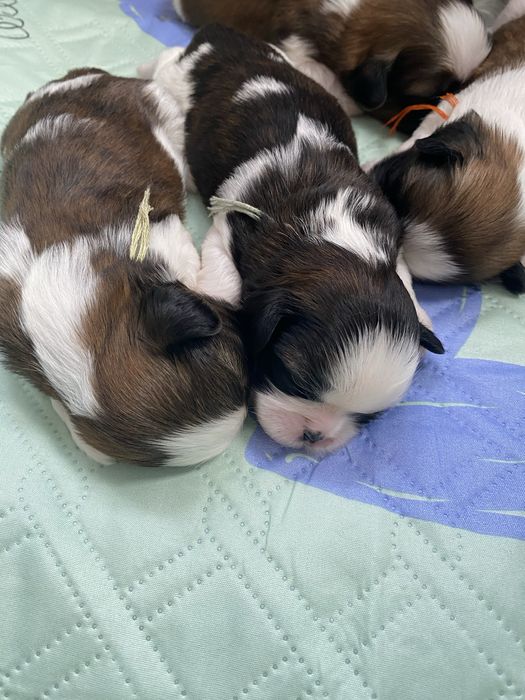 Shih tzu z trzypokoleniowym rodowodem do rezerwacji