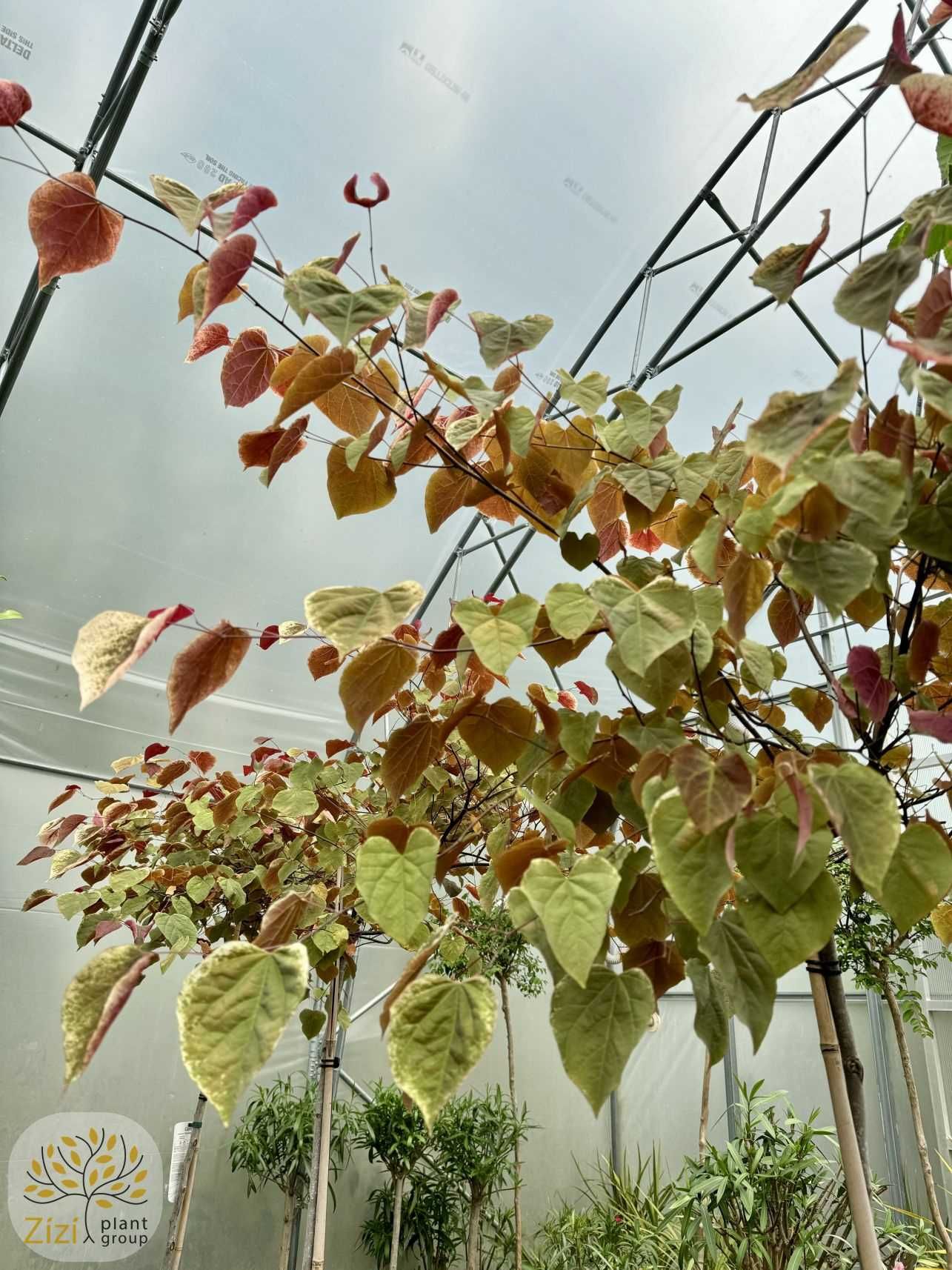 Cercis Carolina Sweetheart, Golden Falls, Judaszowiec, pień 180cm