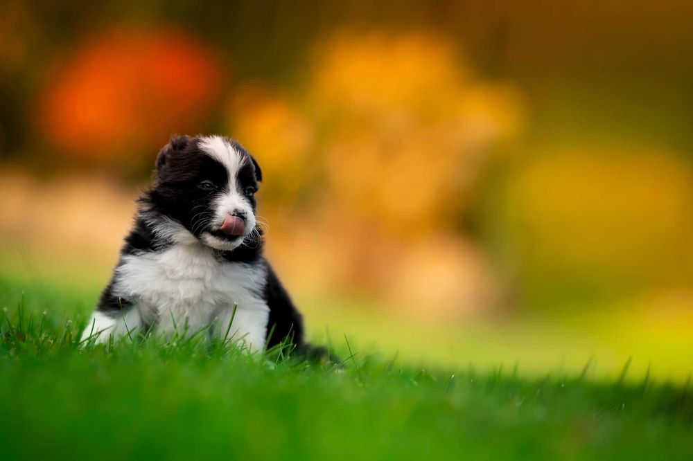 szczeniak Border Collie piesek - badania genetyczne