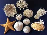 Морська зірка, океанічні мушлі, морской коралл, идеальное состояние