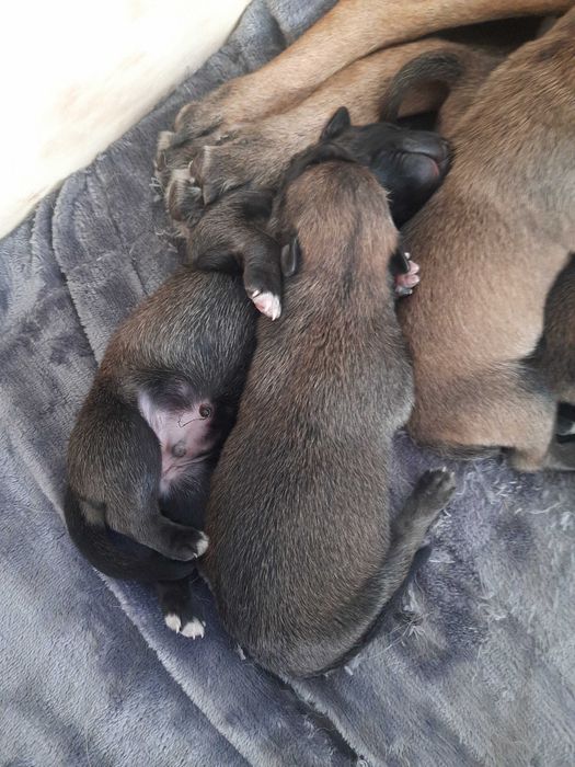 Cachorros Pastor Belga Malinois