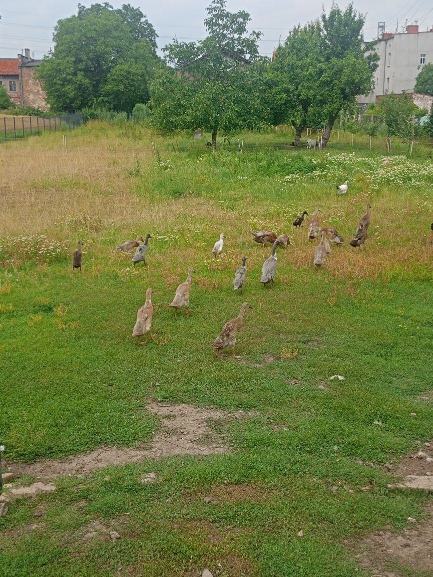 Sprzedam Kaczki biegusy