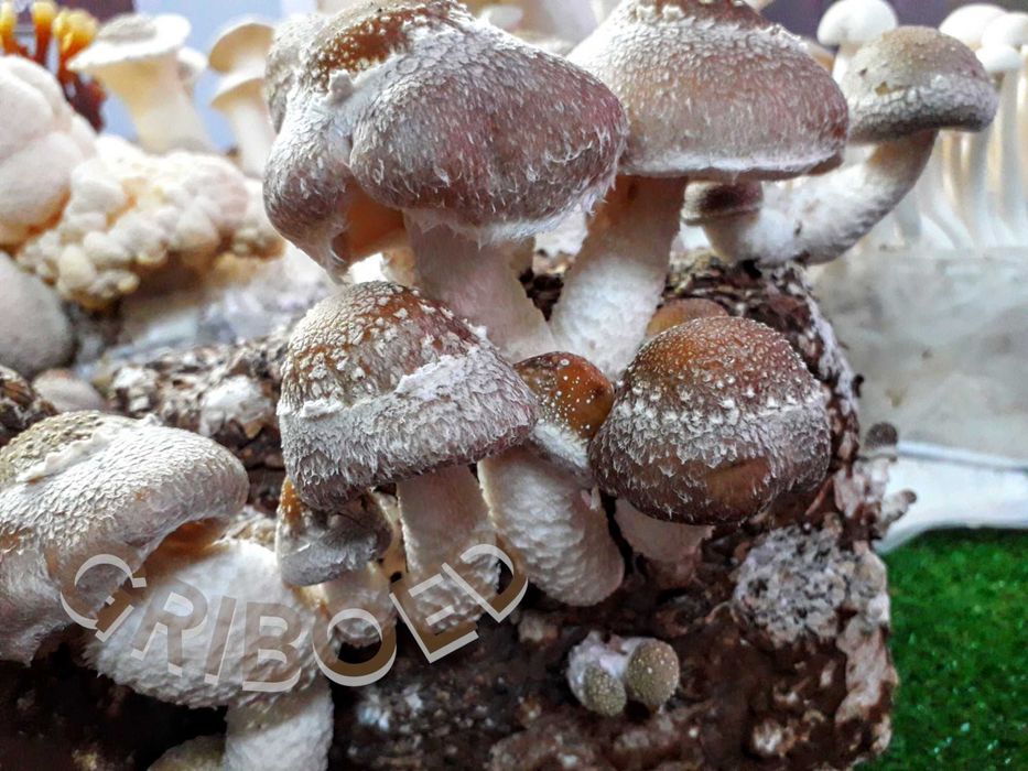 2 грибных блока ШИИТАКЕ. Выращивайте дома ПОЛЕЗНЫЕ ГРИБЫ, это просто!