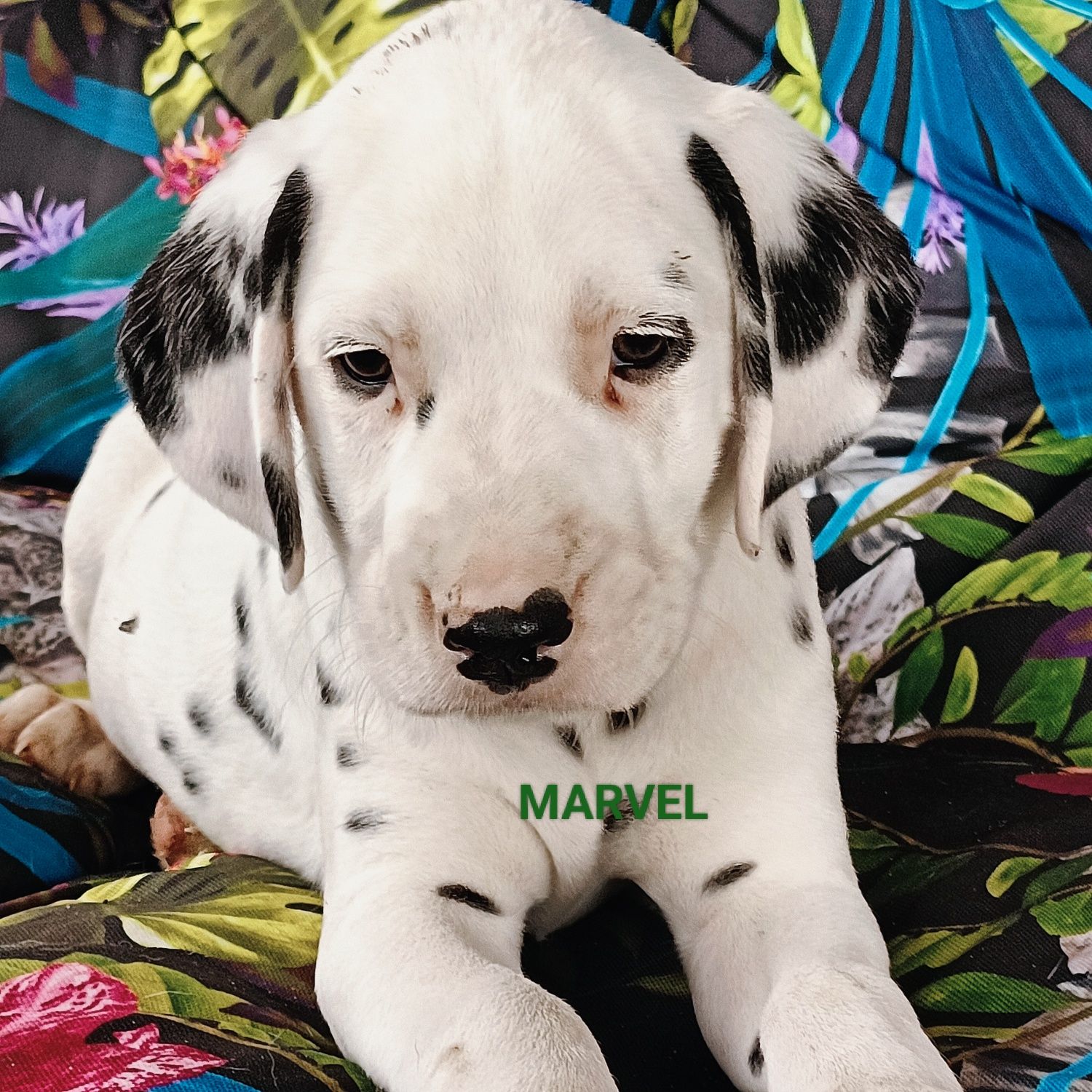 Dalmatyńczyk uroczy piesek MARVEL